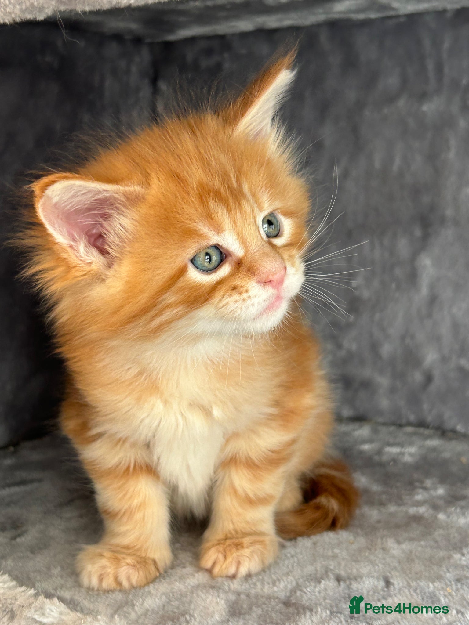 Maine Coon cats First kittens of GCCF Maine coon Champ for sale  - Advert 1