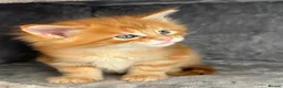 Maine Coon cats for sale: First kittens of GCCF Maine coon Champ for sale  - Advert 10