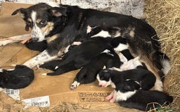 Border Collie dogs for sale: Border collie pups - Image 22