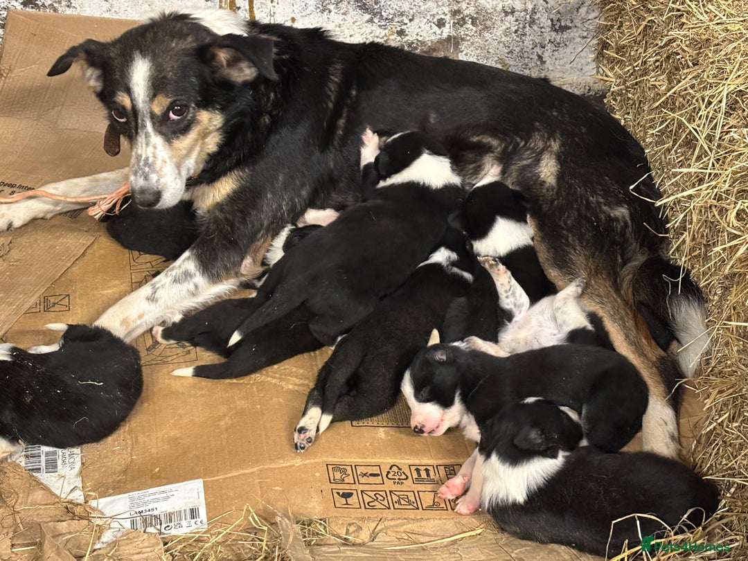 Border Collie dogs for sale: Border collie pups - Image 22
