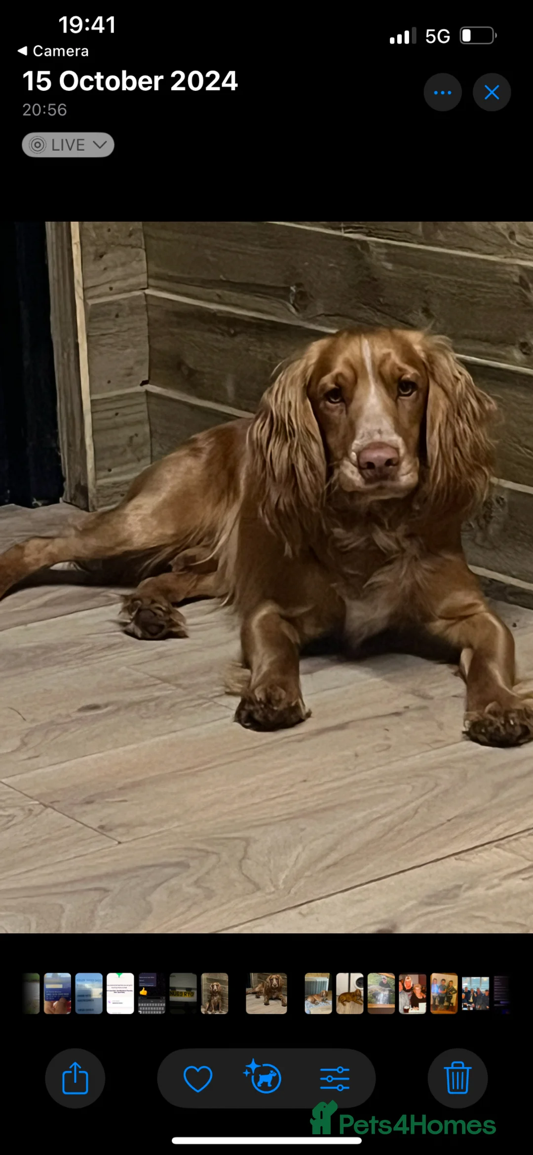 Sprocker dogs for sale: Sproker - Advert 2