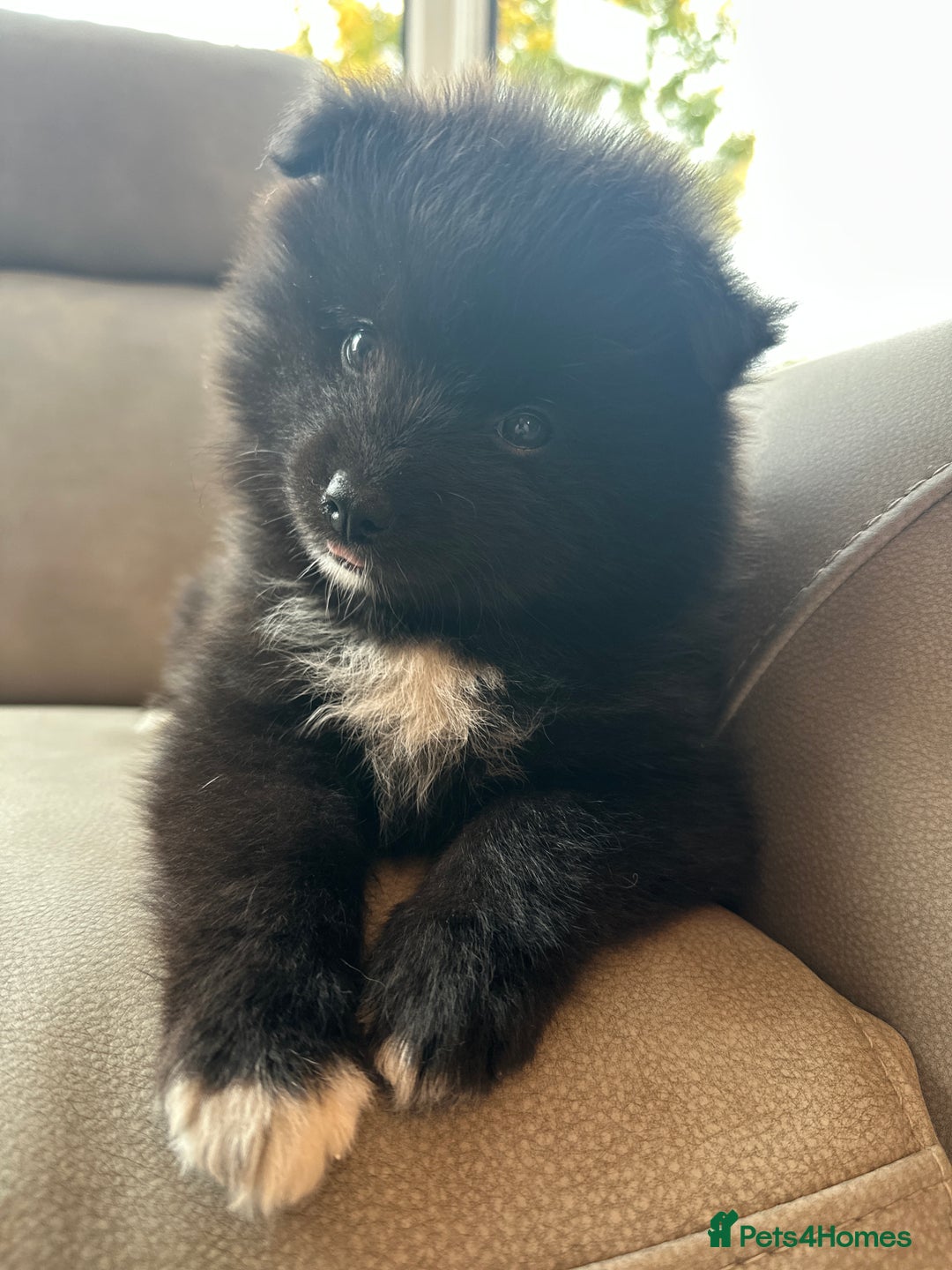 Pomsky dogs for sale: Pomsky Puppies  - Image 24