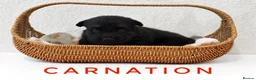 German Shepherd dogs for sale: Fully Health Tested, KC registered GSD puppies due - Advert 26