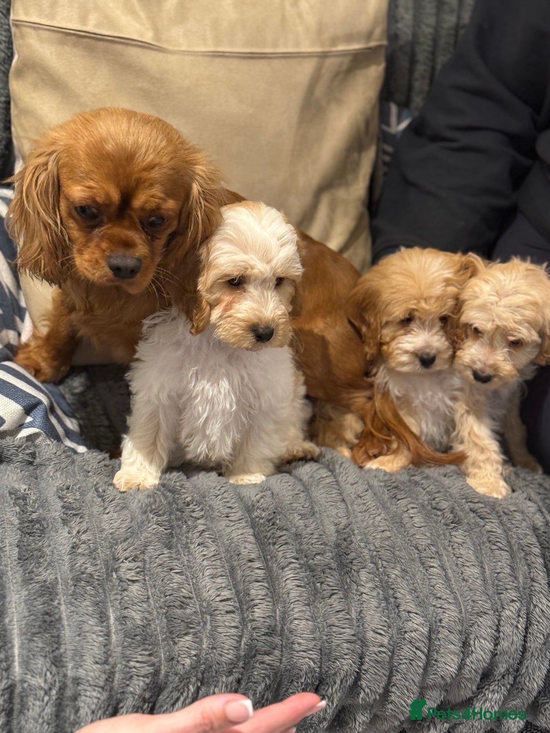 Cavapoo dogs for sale: F1 CAVAPOOS BOYS AND GIRLS - Advert 15