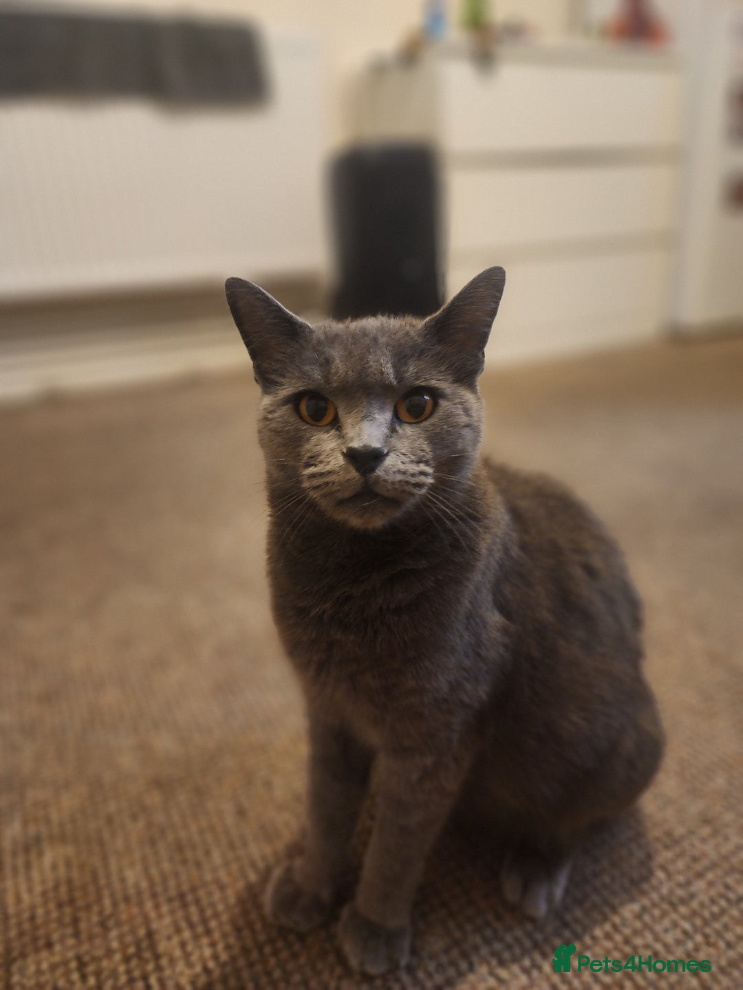 Mixed Breed cats for sale: British Shorthair mixed - Image 10