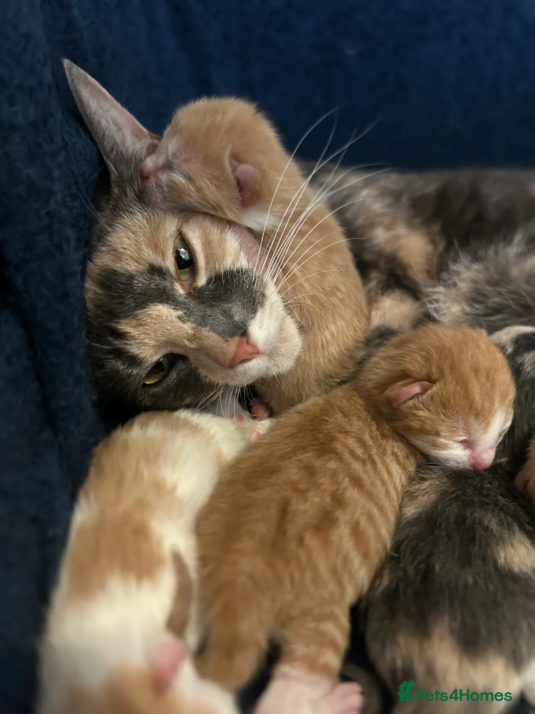 British Shorthair cats for sale: 2 ginger girl twins  - Advert 2