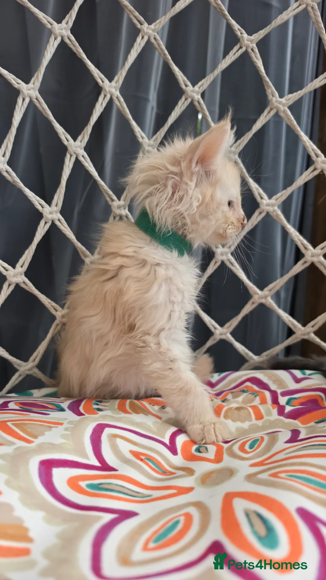 Maine Coon cats for sale: Maine coon kittens - Advert 20