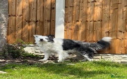 Border Collie dogs for stud: Blue Merle Collie for stud in Wigan - Image 5