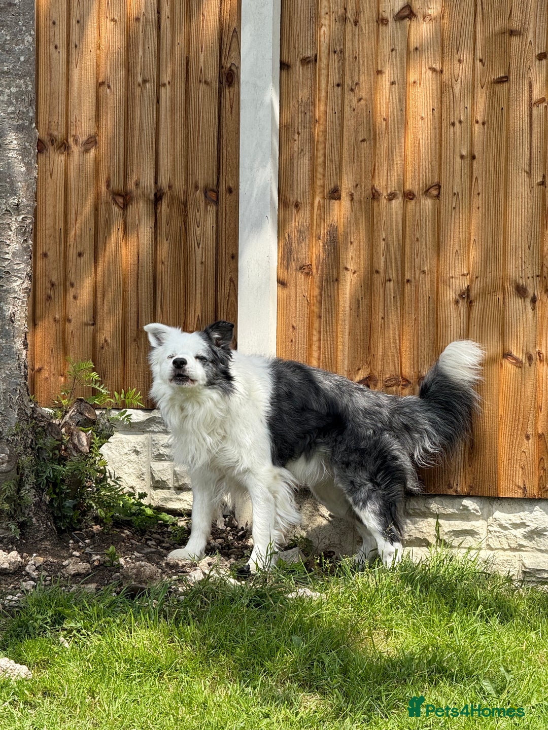 Border Collie dogs for stud: Blue Merle Collie for stud in Wigan - Image 5