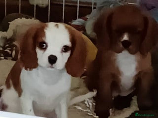 Cavalier King Charles Spaniel dogs Cavalier king charles Pedigree reg health tested - Advert 13