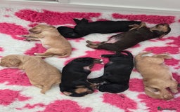 Cocker Spaniel dogs for sale: Working Cocker Spaniel Puppies - Image 16