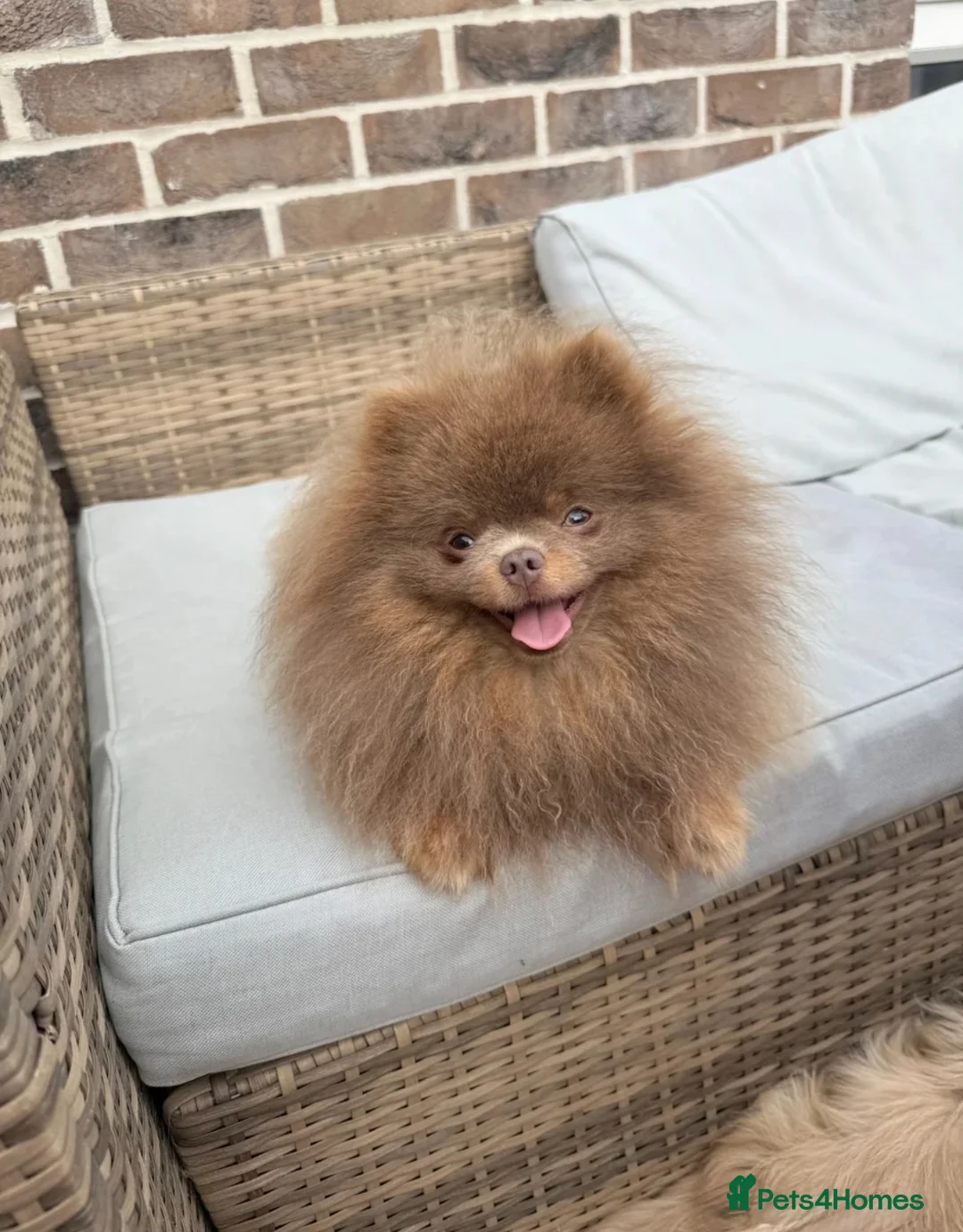 Pomeranian dogs for stud: Exclusive KC Lilac Tan Teddy 🧸 - Advert 2