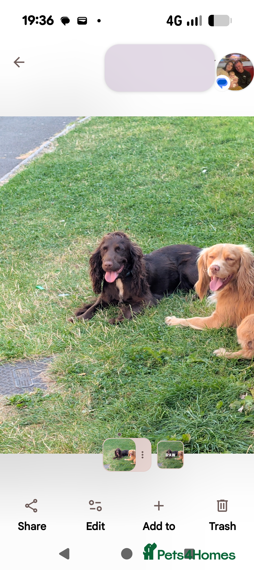 Cocker Spaniel dogs for sale: stunning cocker spaniel pups ready soon - Advert 4