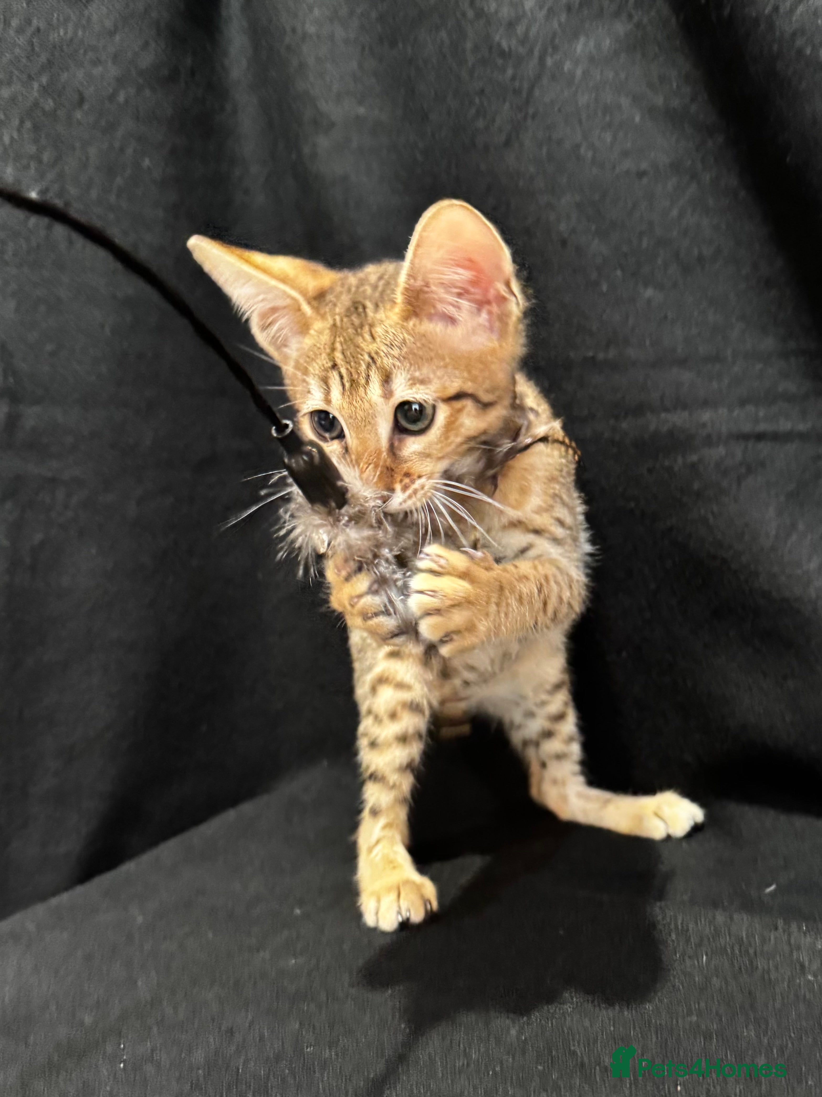 Savannah cats Excellent Quality Tica Registered Purebred kittens - Advert 1