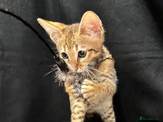 Savannah cats Excellent Quality Tica Registered Purebred kittens - Advert 1