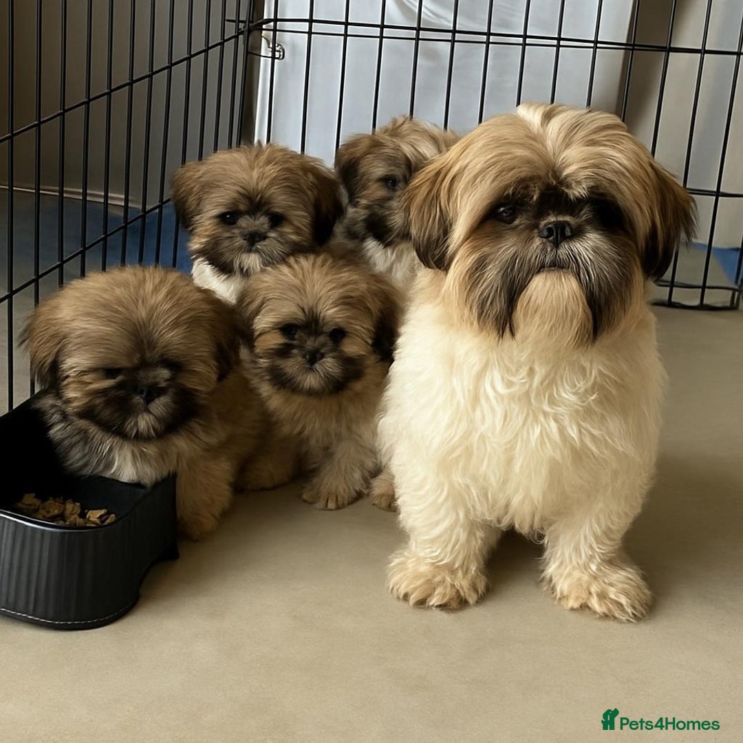 Shih Tzu dogs for sale: stunning shih tzu puppies ⭐️ready now - Advert 2