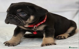 French Bulldog dogs for sale: TOP QUALITY KC REG FRENCHIES AVAILABLE  - Image 30