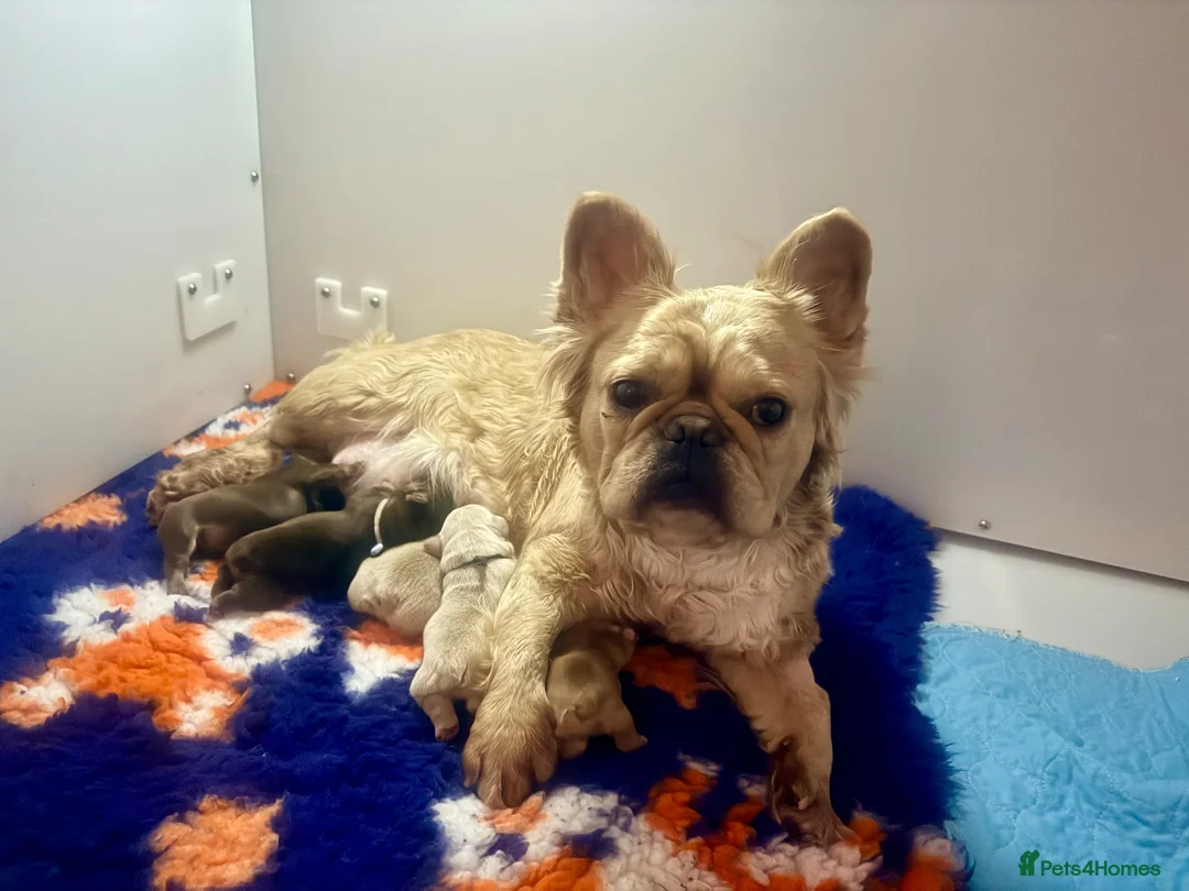 French Bulldog dogs for sale: Stunning/healthy Fluffy French Bulldogs 3💙 2🩷 - Advert 2