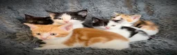 Mixed Breed cats for sale: 9 beautiful kittens looking for new homes  - Advert 11