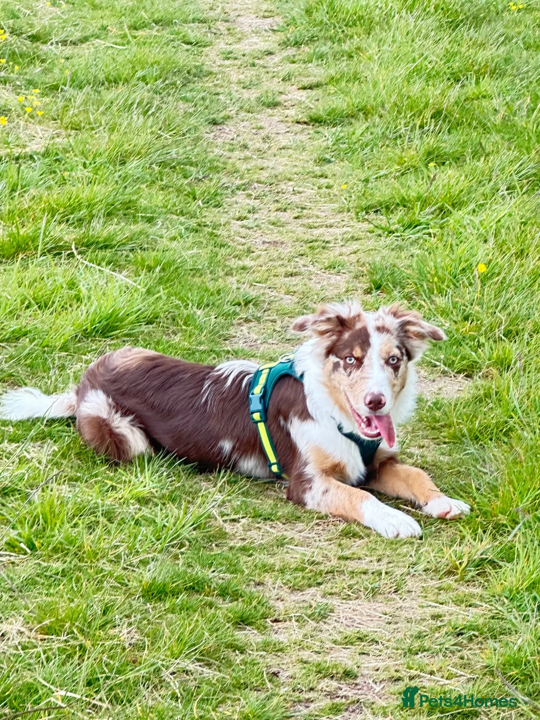 Border Collie dogs for sale: border collie puppy  - Advert 2