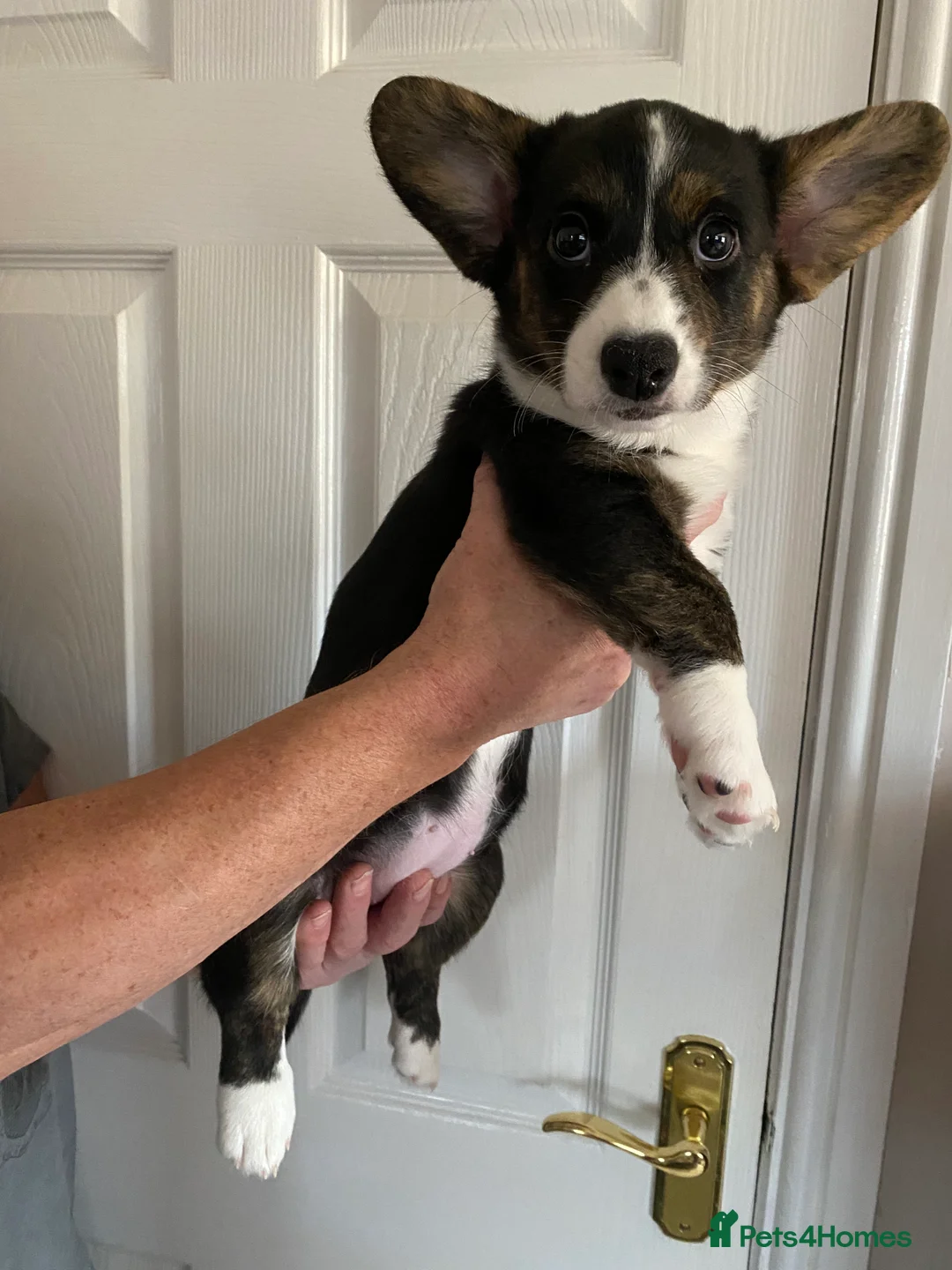 Welsh Corgi Cardigan dogs for sale: WELSH CARDIGAN CORGI GIRLS READY NOW - Advert 10