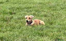 Mixed Breed dogs for adoption: Sweet and loveable Honey, 5 months old - Image 18