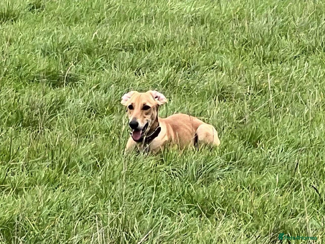 Mixed Breed dogs for adoption: Sweet and loveable Honey, 5 months old - Image 18