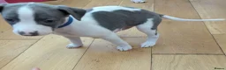 Whippet dogs for sale: Gorgeous KC registered whippet pups in Port Talbot - Advert 10
