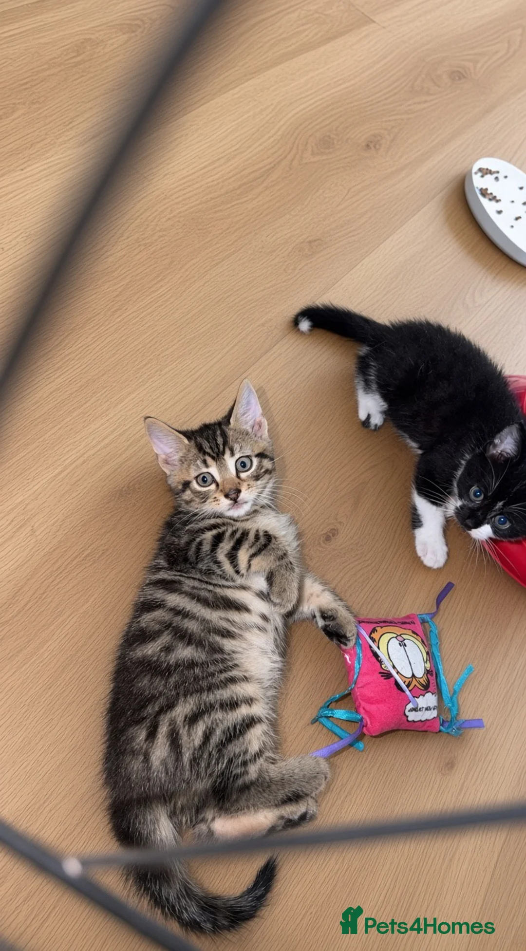 Mixed Breed cats for sale: 🐾Kittens Looking for Their New Forever Homes!!🐾 in Alexandria - Advert 2