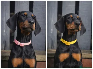 Dobermann dogs Top KC Registered Doberman Pups! 🩷 Ready NOW! 🩷 - Advert 2