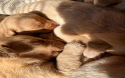 Labrador Retriever dogs for sale: Adorable labradour puppies  - Image 2