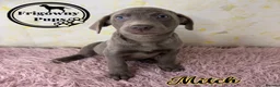 Labrador Retriever dogs for sale: 🩶 Stunning Silver Labrador Puppies 🩶 - Advert 7