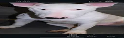 English Bull Terrier dogs for sale: Two beautiful English bull terrier puppies  - Advert 1