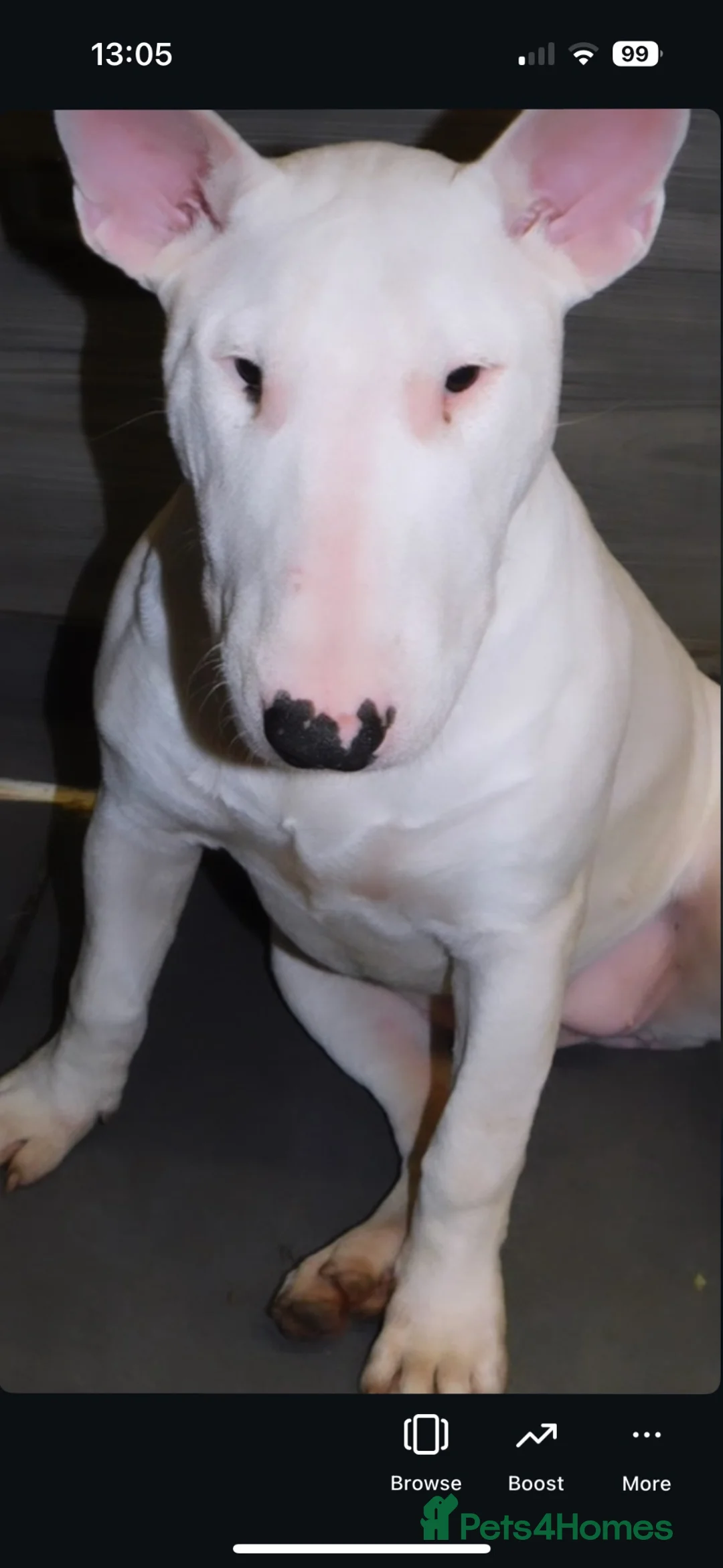 English Bull Terrier dogs for sale: Two beautiful English bull terrier puppies  - Advert 1