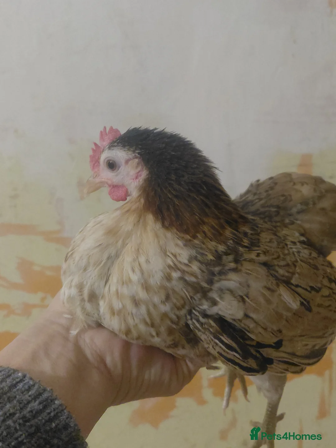 Chickens poultry for sale: Serama Chickens  - Advert 3