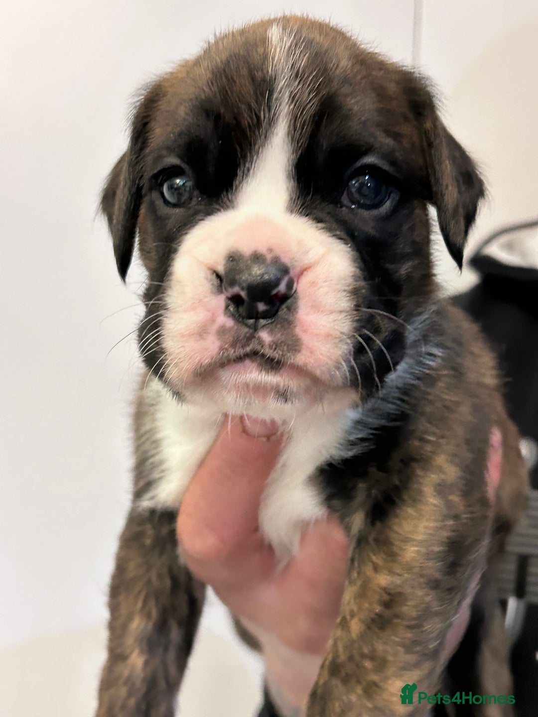 Brindle Boxer Mix Akc Boxer Breeders Akc Boxer Breeders Near Me