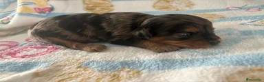 Cavapoo Puppy 2