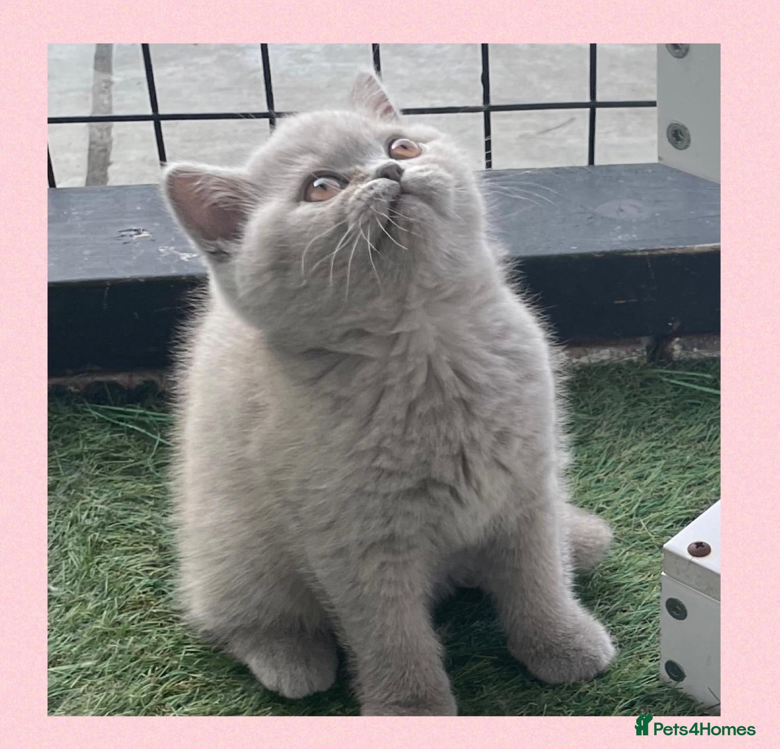 British Shorthair cats Beautiful GCCF British Shorthair kittens - Advert 2