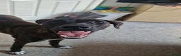 Mixed Breed dogs for sale: Bull-lurcher X - Advert 1