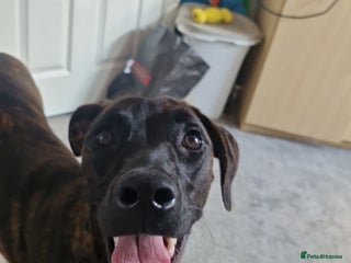 Mixed Breed dogs Bull-lurcher X - Advert 1