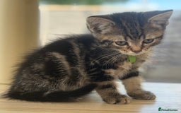 Norwegian Forest Cat cats for sale: Last two beautiful boys  - Image 4