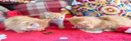 Persian cats for sale: BEAUTIFUL PERSIAN X KITTENS READY NOW - Advert 10