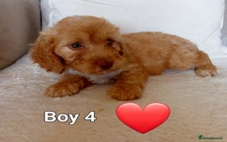 Cockapoo dogs for sale: Beautiful Green eyed, f1 cockerpoos - Image 5