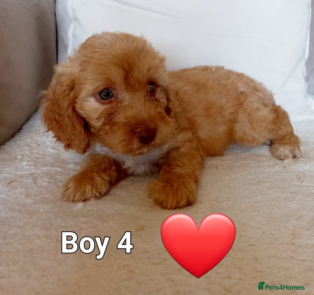 Cockapoo dogs for sale: Beautiful Green eyed, f1 cockerpoos - Image 5