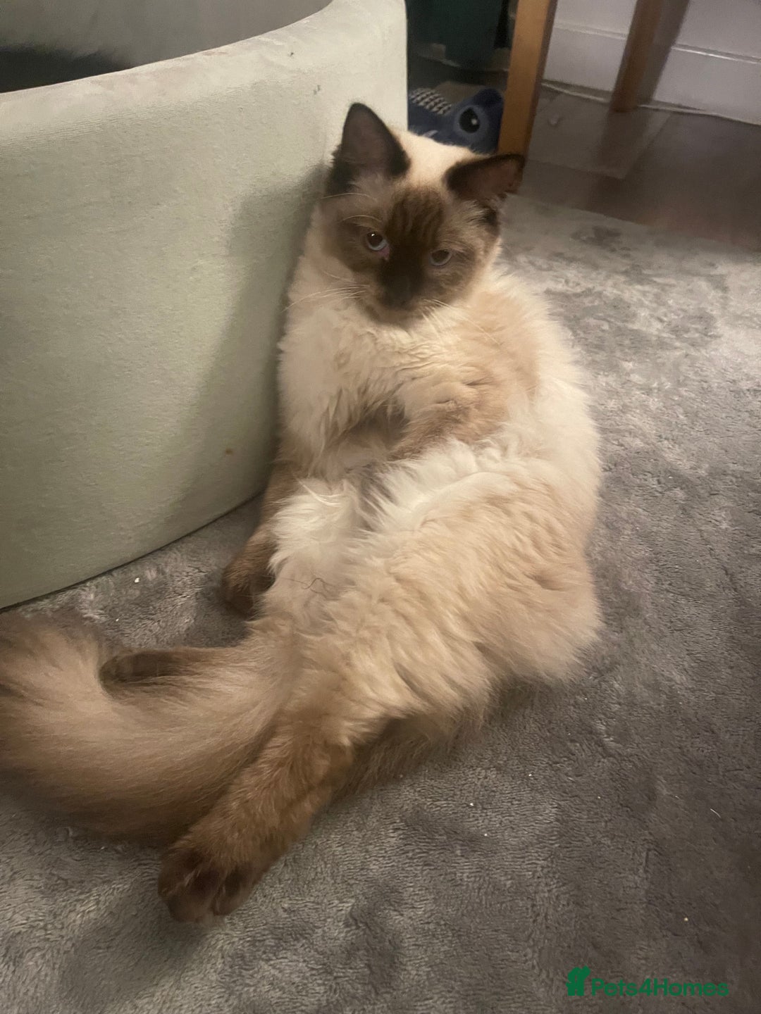 Maine Coon cats for sale: Maine coon mix - Image 8