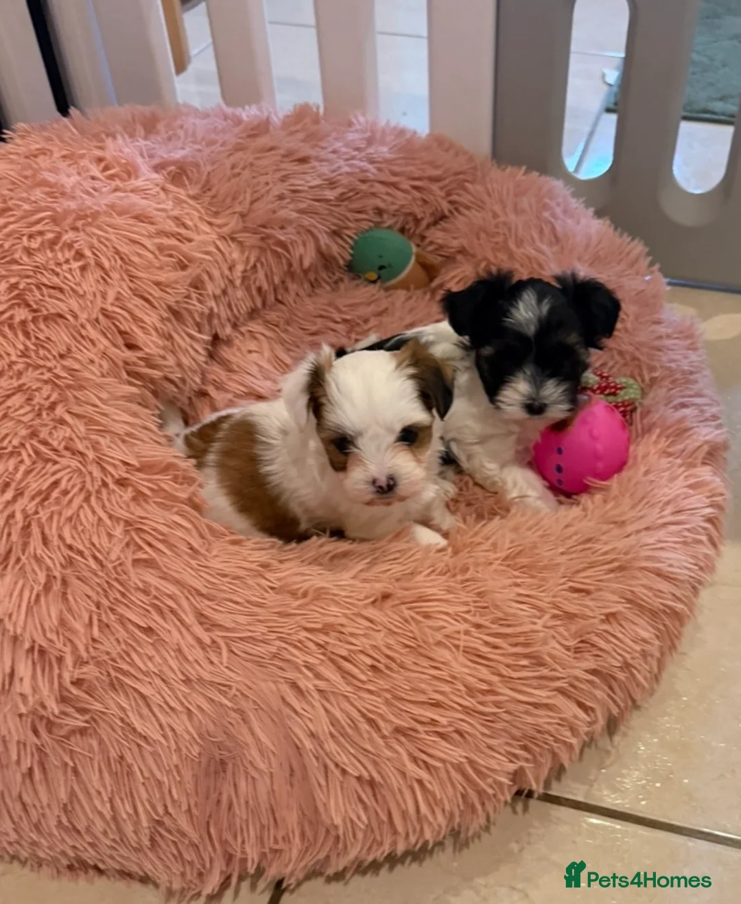 Morkie dogs for sale: RARE Tiny Toy Morkie Puppies (Maltese x Yorkie) - Advert 2