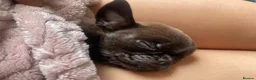 Pug dogs for sale: Pug puppies  in Scunthorpe - Advert 3