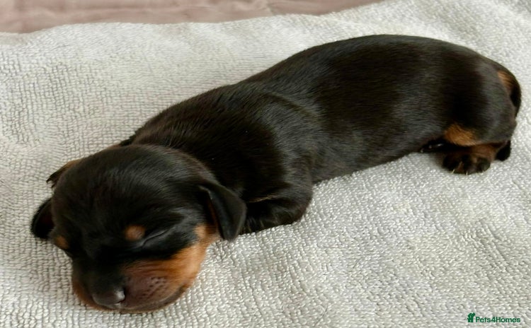 Miniature Dachshund dogs - Advert 12
