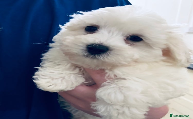 Mixed Breed dogs - Advert 14