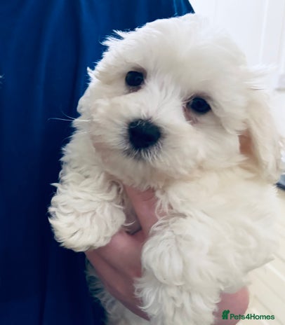 Mixed Breed dogs - Advert 14